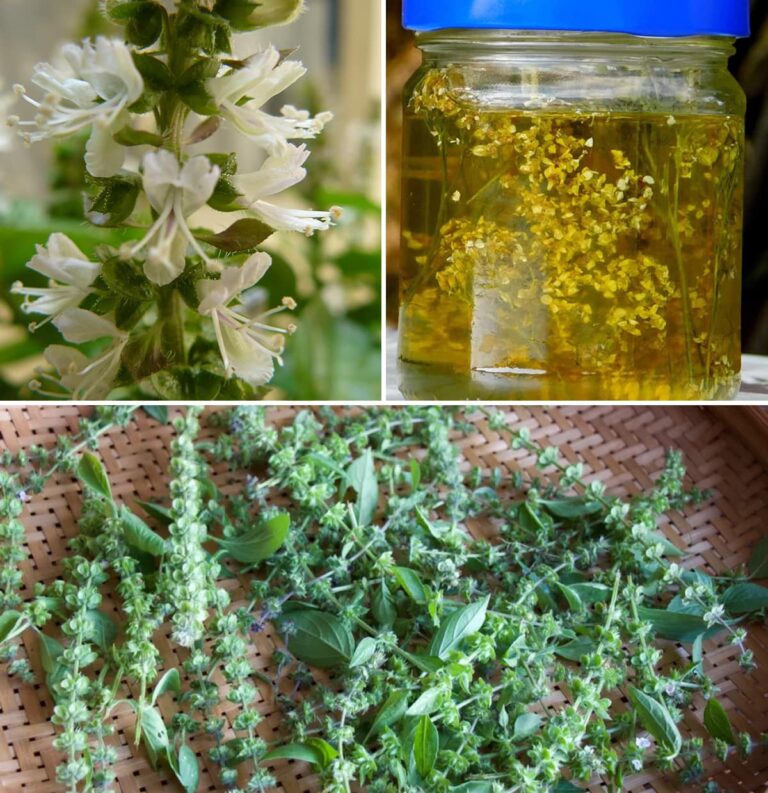 5 cose che puoi fare con i fiori di basilico: non gettarli via