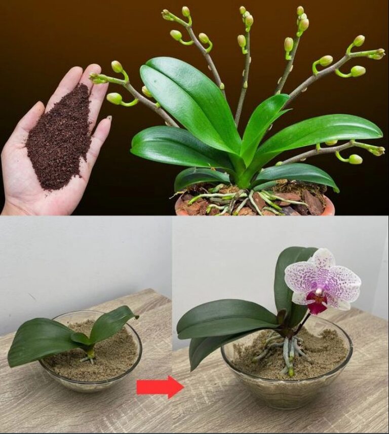 Solo un cucchiaino e all’improvviso l’orchidea sboccia miracolosamente tanti fiori.