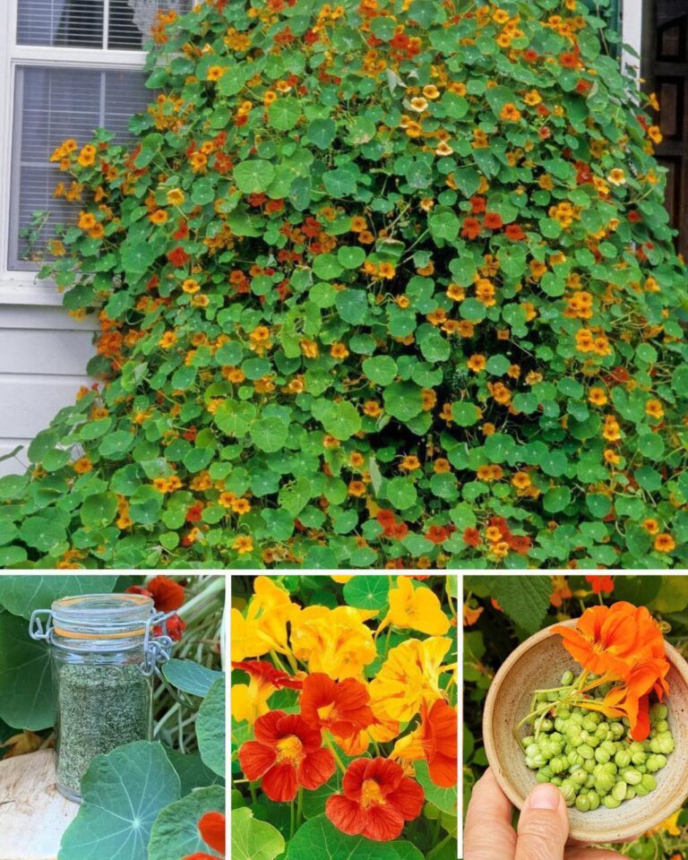 Perché tutti dovrebbero coltivare i nasturzi nel loro giardino...