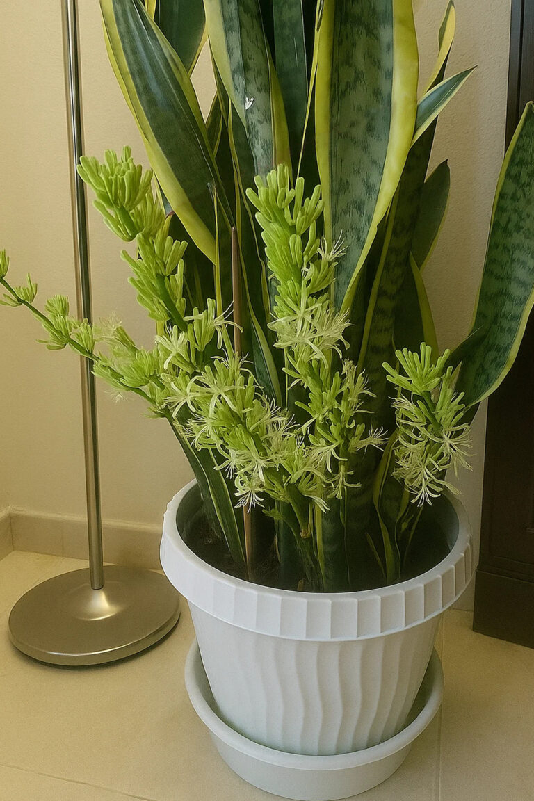 Applica questi accorgimenti per fare fiorire una sansevieria e profumare tutta la casa