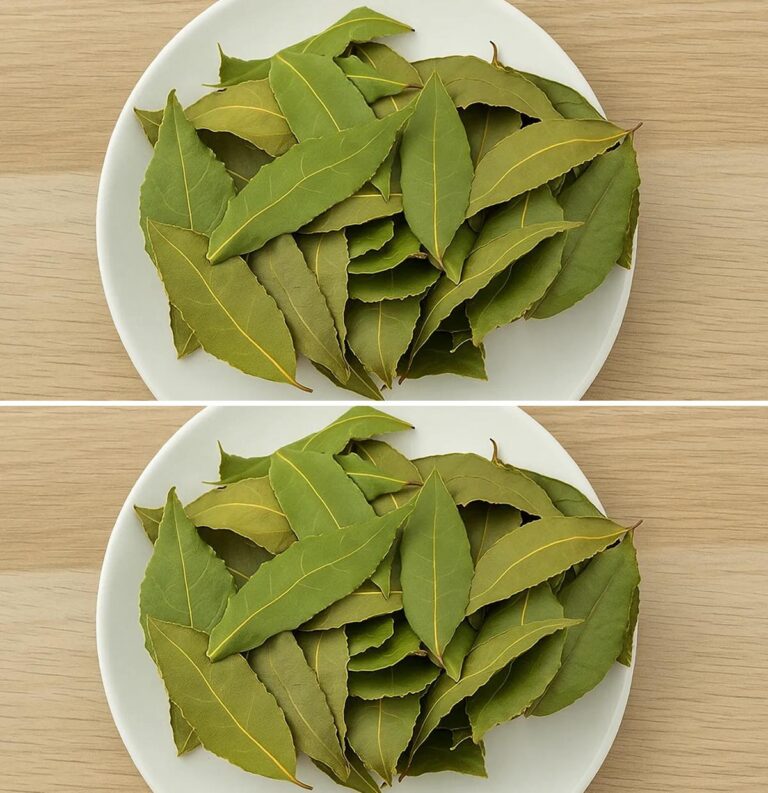 Foglie di alloro: abbassano la pressione, gli zuccheri, il colesterolo e curano l’insonnia