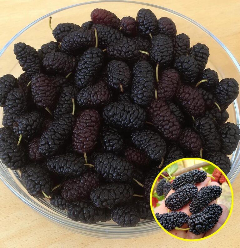 Come coltivare il gelso nero in vaso a casa e avere tantissimi frutti