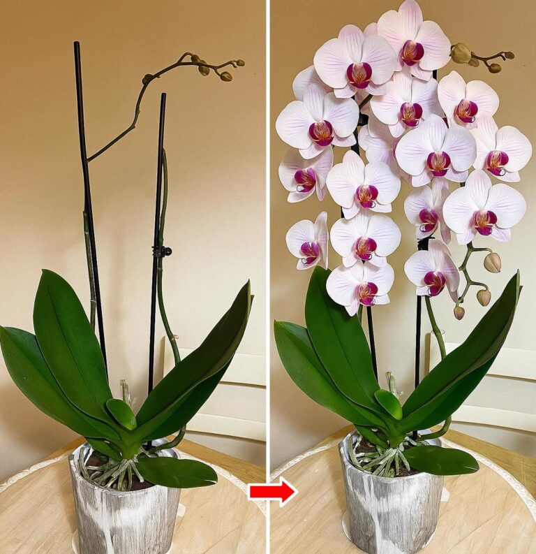 Il segreto dei fiorai per avere orchidee fioritissime