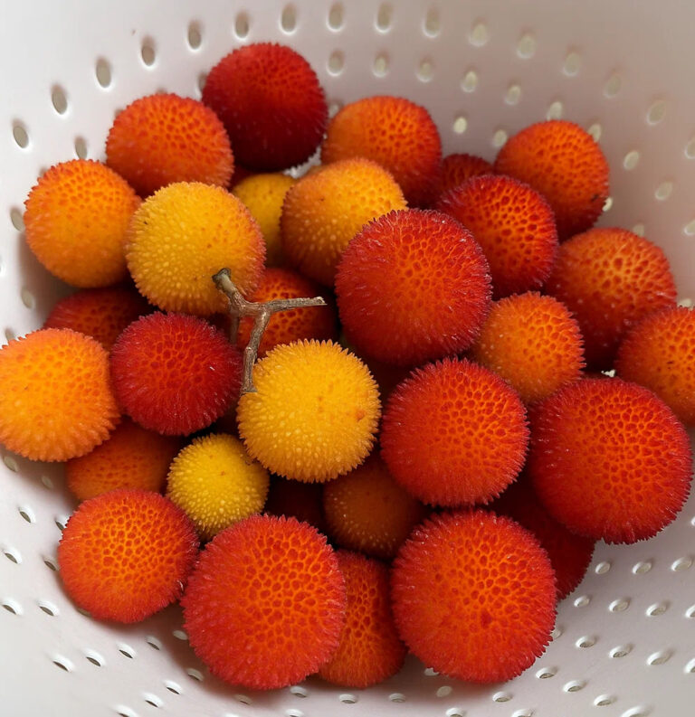 Le meravigliose proprietà del corbezzolo, il frutto dimenticato