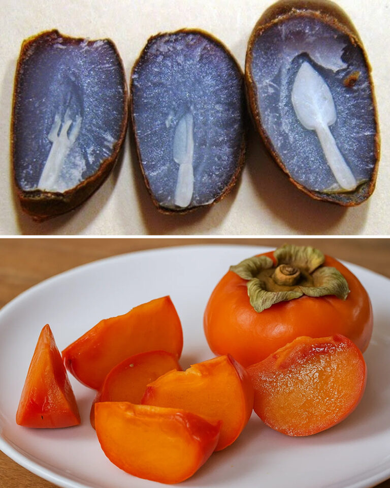 L’antica leggenda dei semi dei cachi: ecco perché vale la pena riprenderla