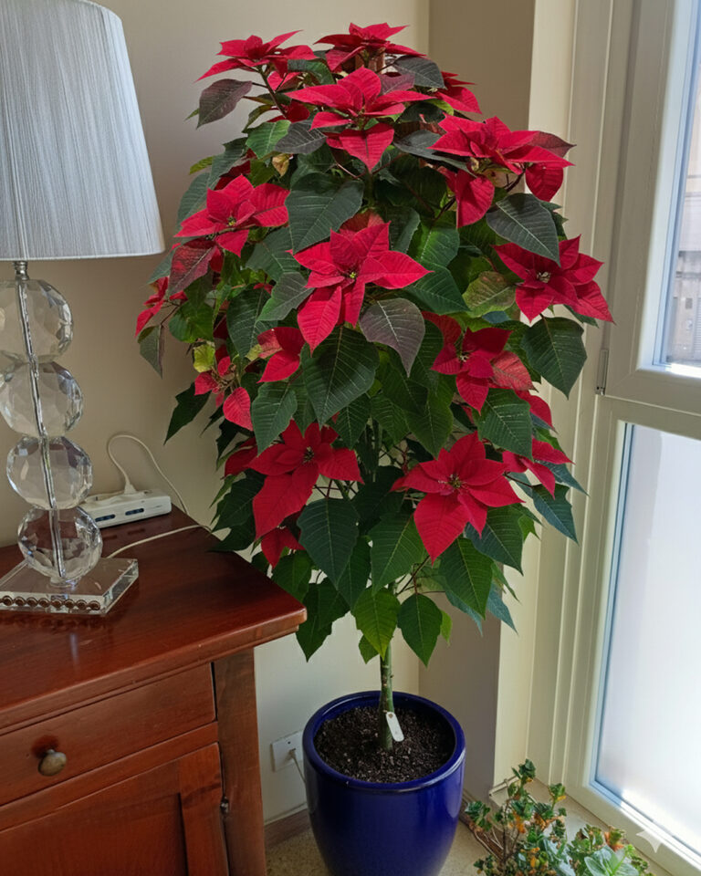 Come fare fiorire una Stella di Natale: 4 trucchi infallibili per non farle perdere i fiori