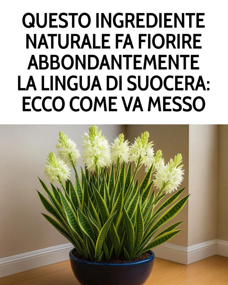 Tutti i trucchi necessari per curare la sansevieria e farla fiorire tutto l’anno