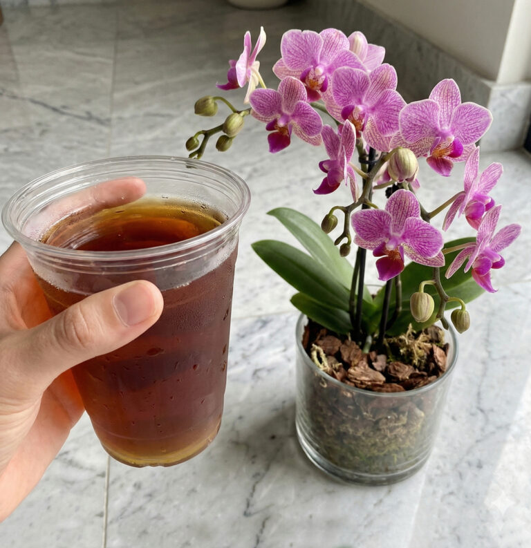 Il trucco più efficace per salvare un’orchidea morente e farla tornare a fiorire