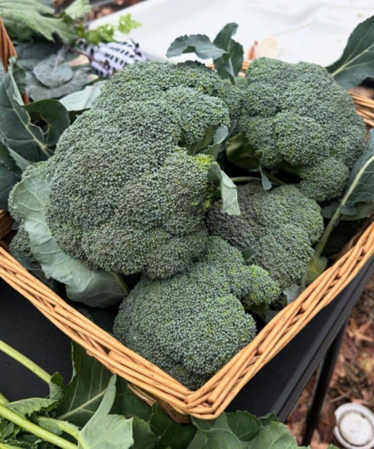 I medici rivelano che mangiare broccoli provoca…
