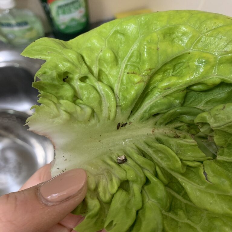 Compra un'insalata all'Aldi e fa una scoperta orribile: "tracce di..."