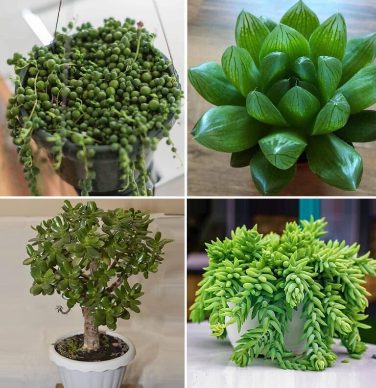 10 piante grasse che sono perfette da tenere a casa