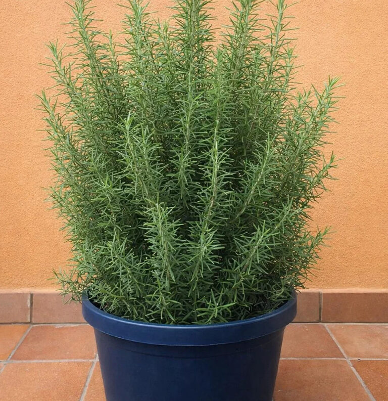 5 trucchi per fare crescere il rosmarino sul balcone